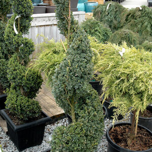 Green Mountain Boxwood (spiral form)