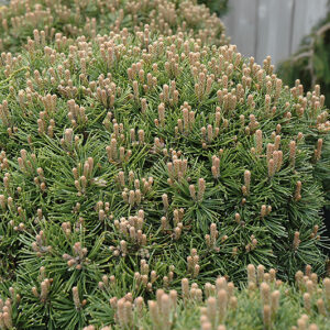 Emerald Orb Mugo Pine