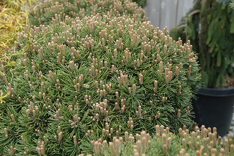 Emerald Orb Mugo Pine