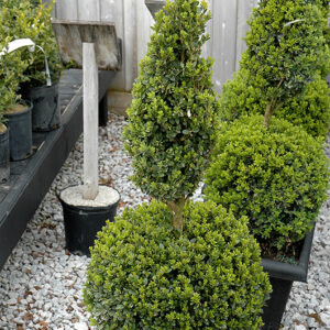 Green Mountain Boxwood (poodle form)