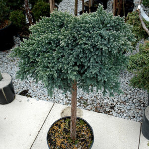 Blue Star Juniper