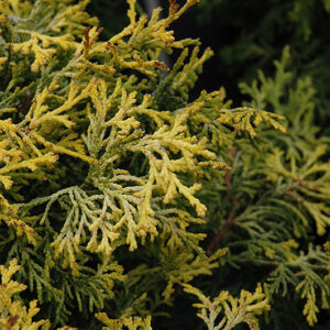 Kamaeni Hiba Hinoki Falsecypress foliage
