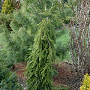 Frohburg Norway Spruce