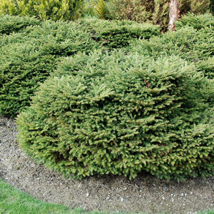Creeping Norway Spruce
