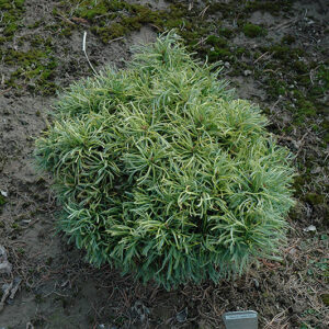 Green Twist White Pine