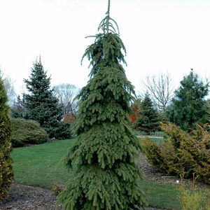 Weeping White Spruce