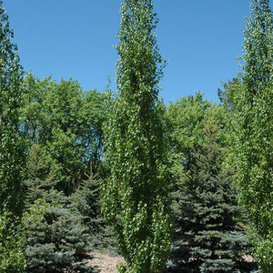 Parkland Pillar Japanese White Birch