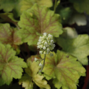 Electra Coral Bells flowers
