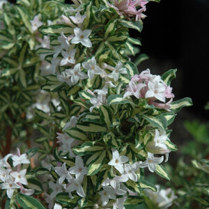 Lunar Eclipse Daphne flowers