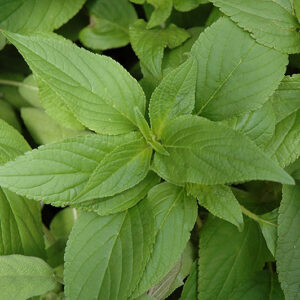 Pineapple Sage foliage