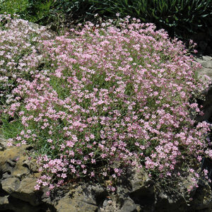 Pink Creeping Baby's Breath in bloom