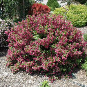 Minuet Weigela in bloom
