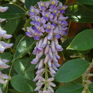 Summer Cascade&trade; Wisteria flowers