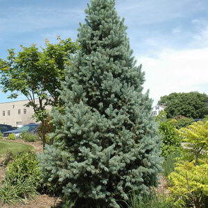 Upright Colorado Spruce