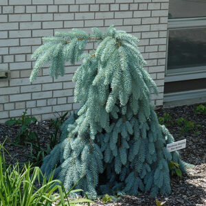 Slenderina Weeping Blue Spruce