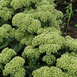 Rock 'N Grow&reg; Lemonjade Stonecrop flowers