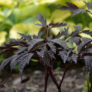 Chocoholic Bugbane foliage