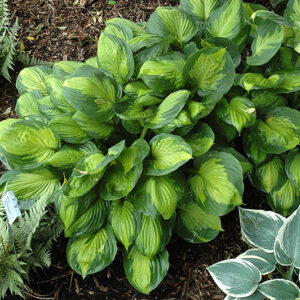 Captain Kirk Hosta