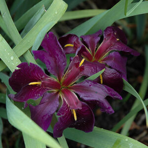 Black Gamecock Iris flowers