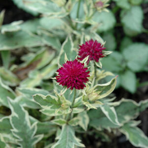Thunder and Lightning Scabious flowers