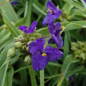 Zwanenburg Blue Spiderwort flowers