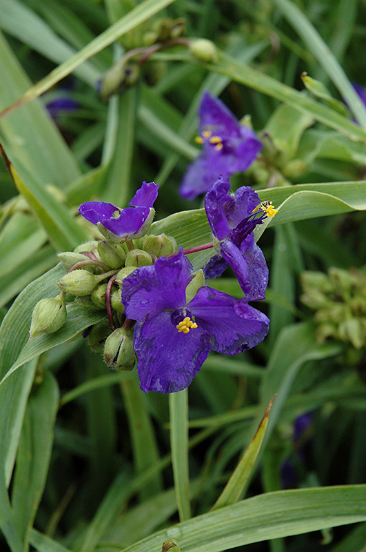 Zwanenburg Blue Spiderwort flowers