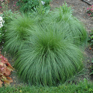 Prairie Dropseed