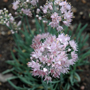Blue Eddy Ornamental Onion flowers