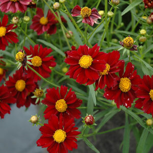 Mercury Rising Tickseed flowers