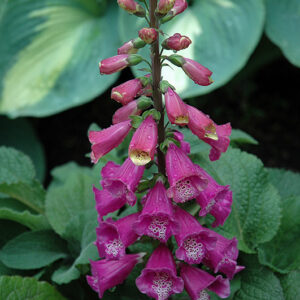 Candy Mountain Foxglove flowers