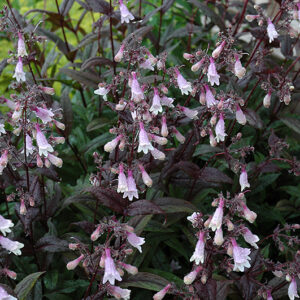 Dark Towers Beard Tongue flowers