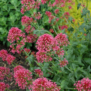 Red Valerian flowers