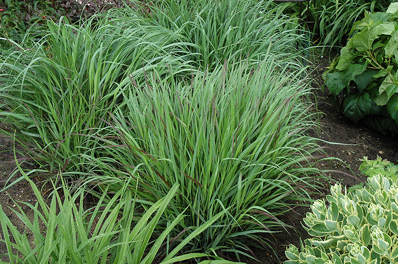 Cheyenne Sky Switch Grass