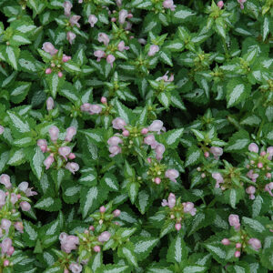 Shell Pink Spotted Dead Nettle flowers