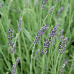 Silver Mist Lavender flowers