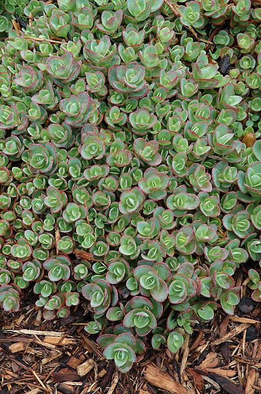 Lime Zinger Stonecrop