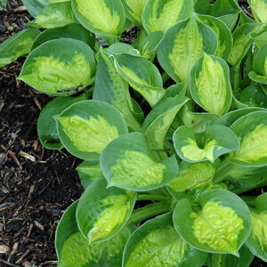Pocketful Of Sunshine Hosta