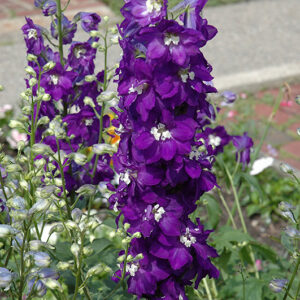 Purple Passion Larkspur flowers