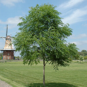 Kentucky Coffeetree