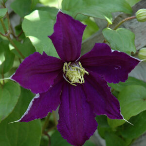 Rhapsody Clematis flowers