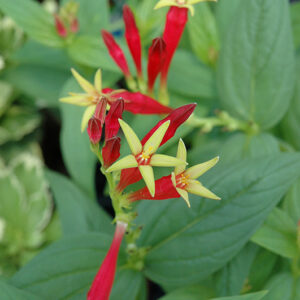 Indian Pink flowers