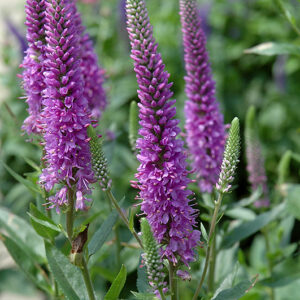 Purpleicious Speedwell flowers