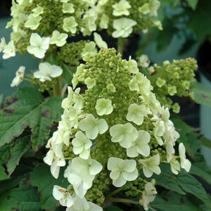 Munchkin Hydrangea flowers