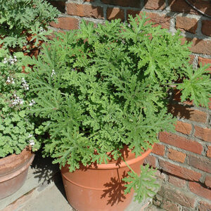 Citrosa Geranium