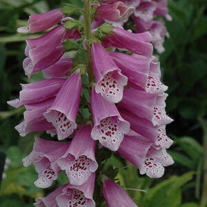 Dalmatian Rose Foxglove flowers