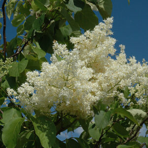 Ivory Silk Tree Lilac (tree form) flowers