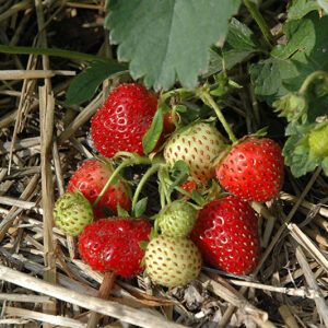 Everbearing Strawberry fruit