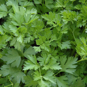 Italian Parsley foliage
