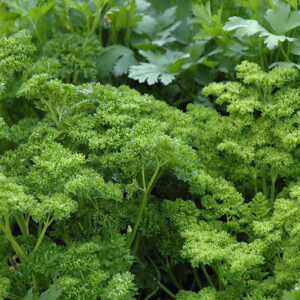 Curly Parsley foliage