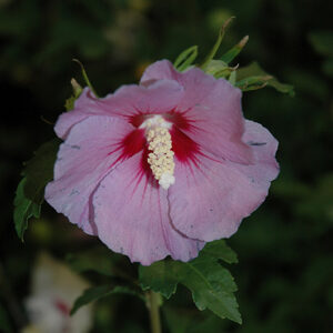 Hawaii&trade; Rose of Sharon flowers